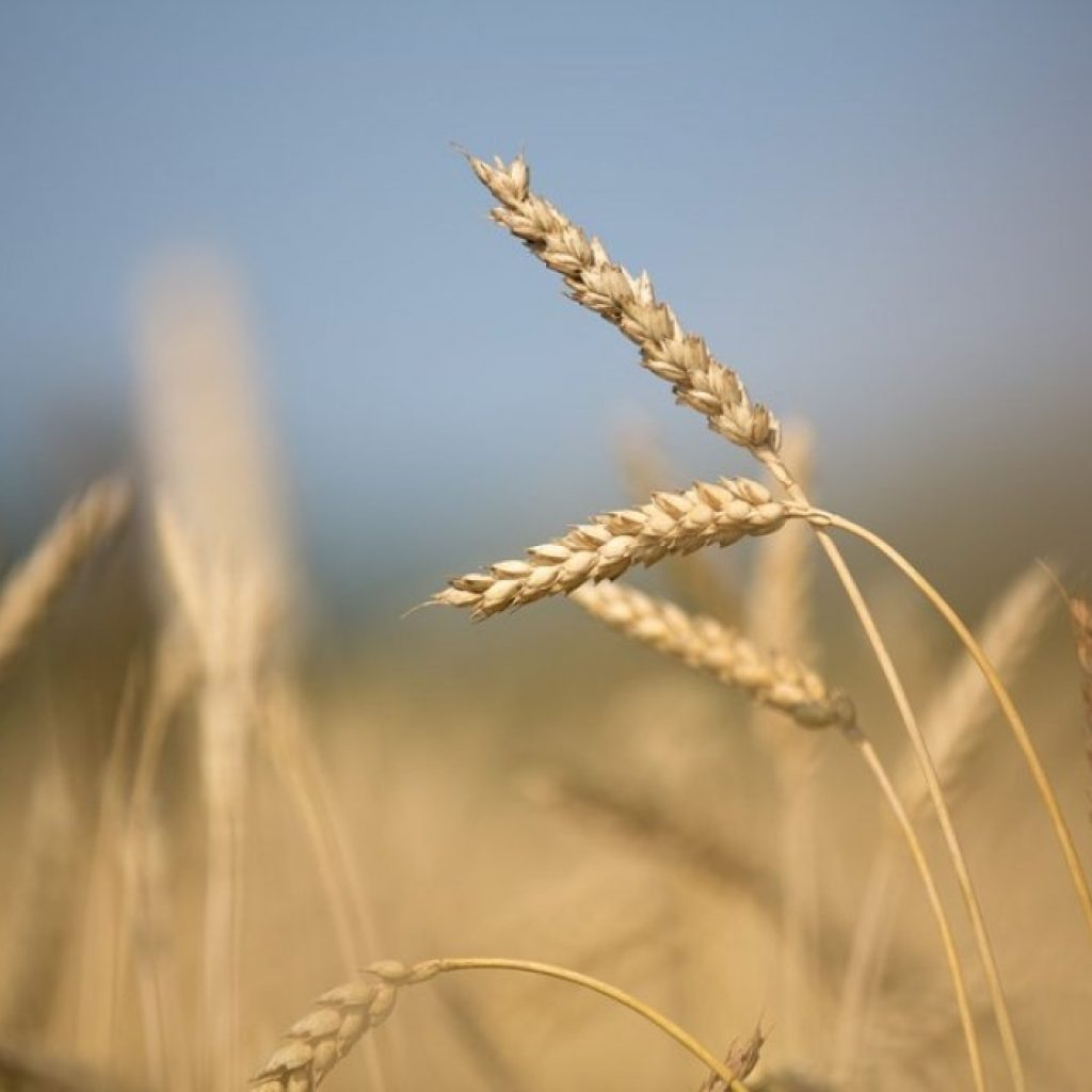 Argentina cria fundo estabilizador de trigo
