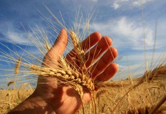 Trigo fecha 6º alta consecutiva nos EUA; milho e soja também avançam