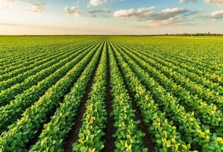 Brasil tem maior colheita de soja da história em 2021