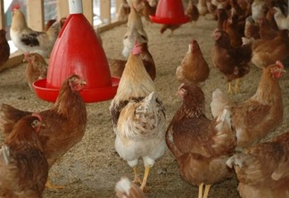 Gripe aviária: Governo recomenda estado de emergência zoossanitária