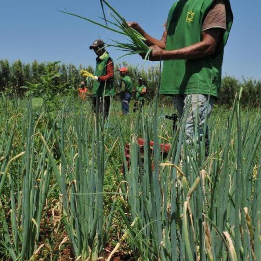 Produção agrícola brasileira bate recorde em 2020
