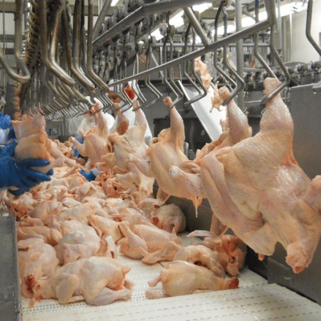 Exportação de carne de frango sobe 4
