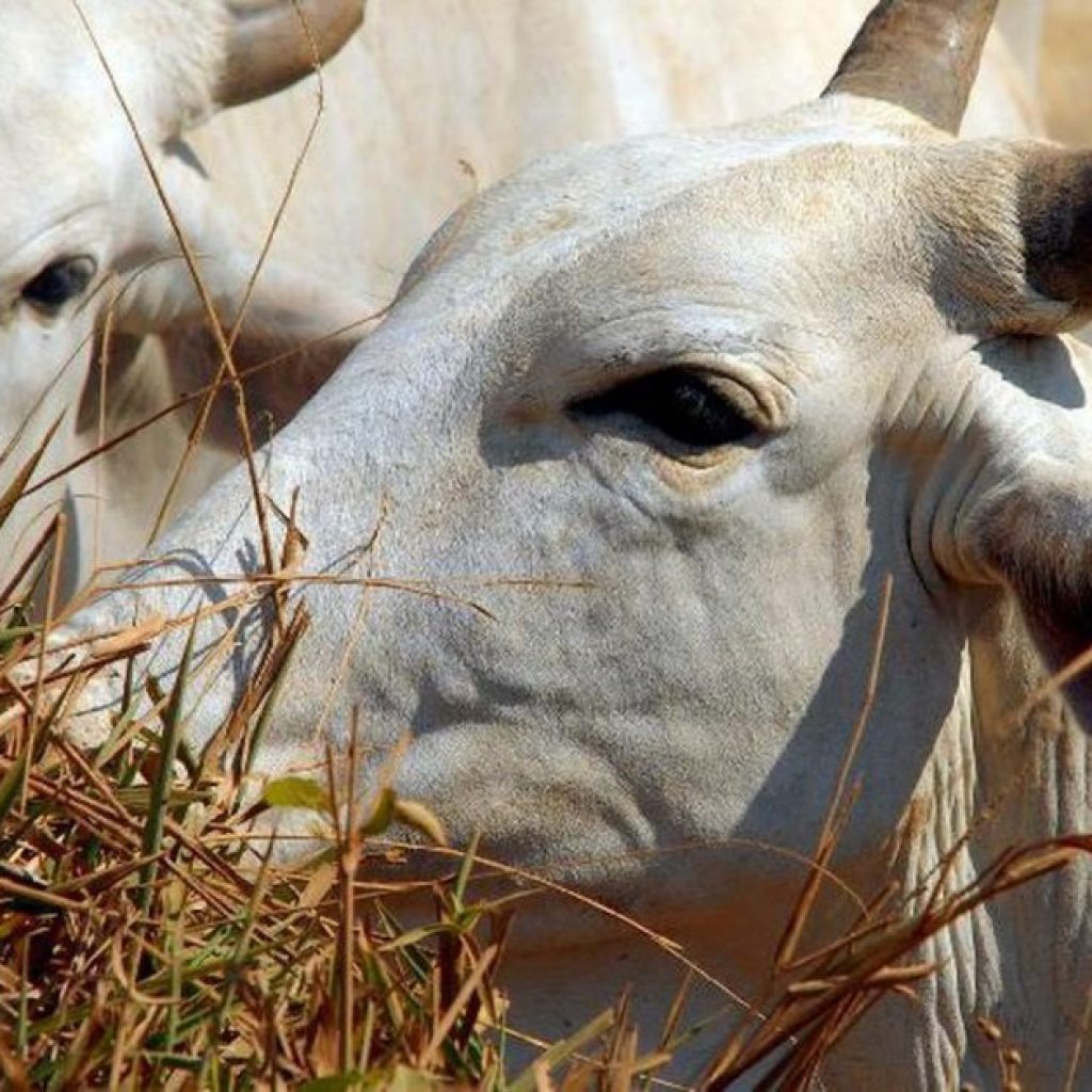 Agricultura confirma dois casos de "vaca louca"