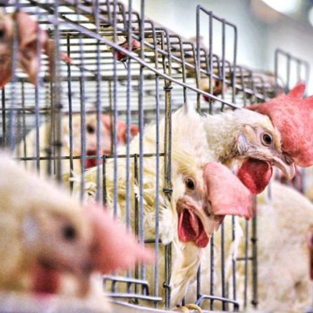 Governo norte-americano aplica multa de US$1 milhão depois da morte de 6 funcionários em produtora de frango