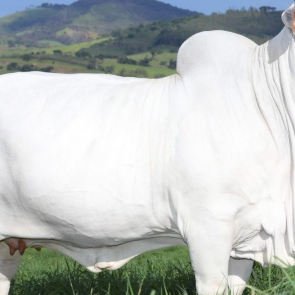 Vaca nelore bate recorde em leilão e passa a valer quase R$ 8 milhões
