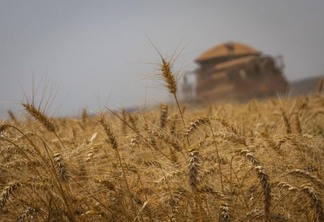Trigo: Brasil será autossuficiente na produção do grão em 5 anos