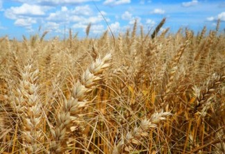 Restrições com trigo da Índia podem prejudicar Brasil e esbarrar na M. Dias Branco (MDIA3)