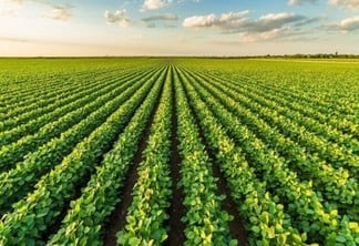 Brasil tem maior colheita de soja da história em 2021