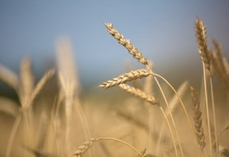 Argentina cria fundo estabilizador de trigo